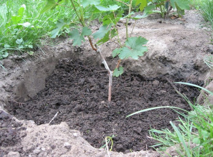 شتلة العنب في حفرة الزراعة