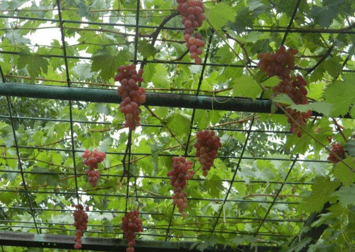 Prieel voor druiven