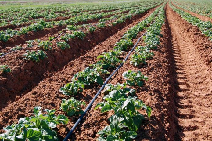 Système d'irrigation dans un champ de pommes de terre