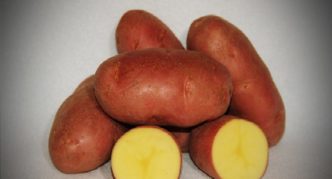 Kartoffeln Asterix