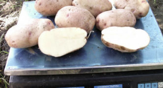Pommes de terre Zdabytak
