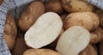Kartupeļu veiksme