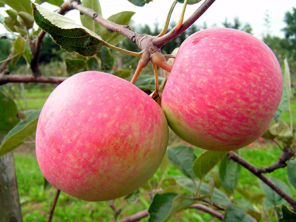 Ябълки от сорта Московска Грушовка