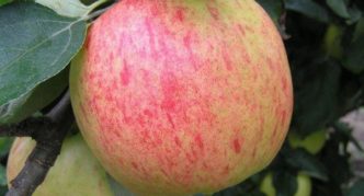 Ябълков сорт Apple Spas