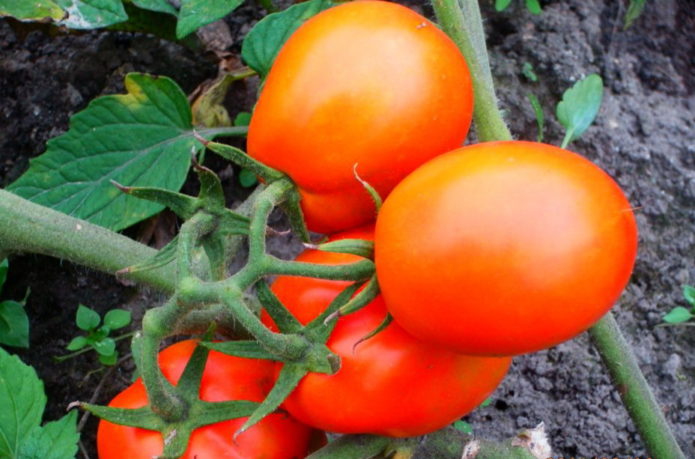 Tomatenvariëteit Aquarel