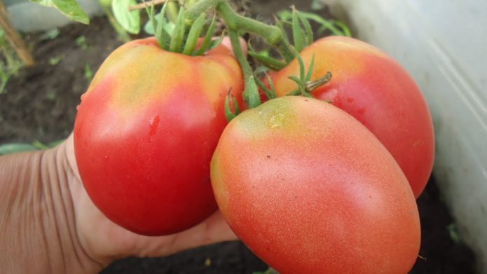 Odrůda rajčat Altayechka