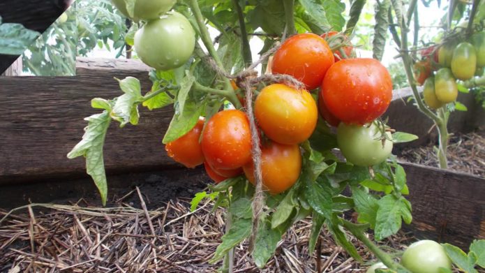 Odrůda rajčat Amur shtamb