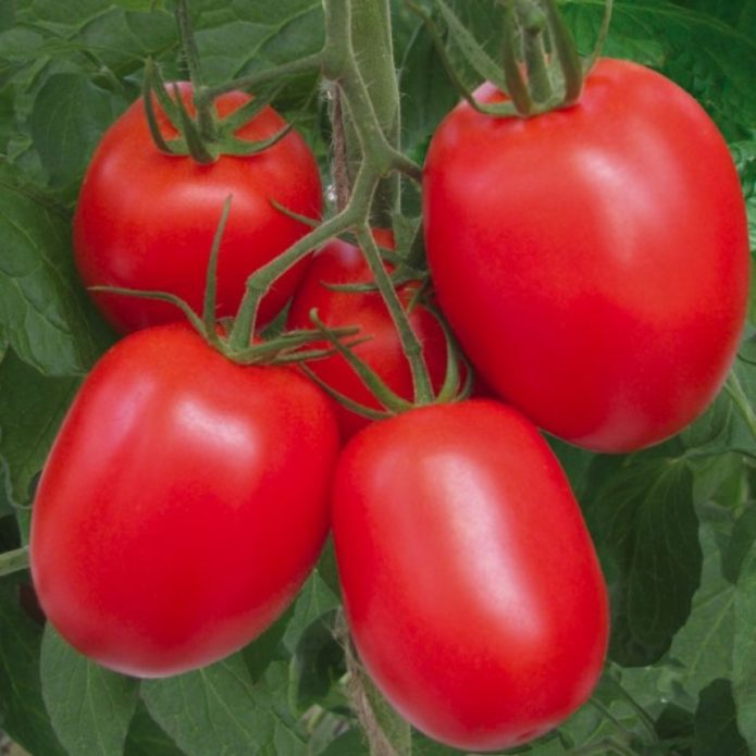 Tomato variety Buyan