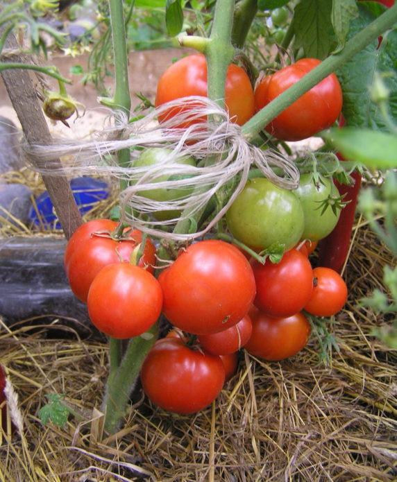 Pelbagai tomato Bonnie MM