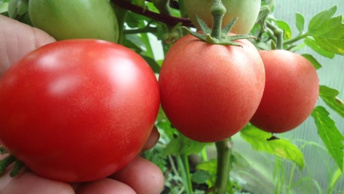Sorta rajčice Demidov