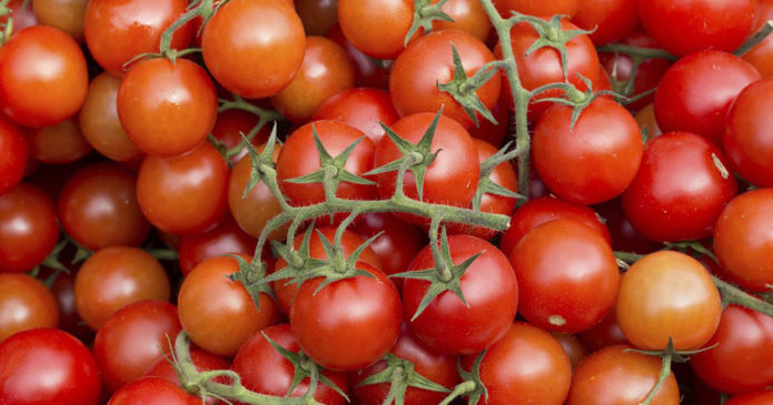 Κόκκινη κουκούλα ποικιλίας ντομάτας