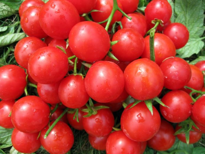 Odrůda rajčat Windrose