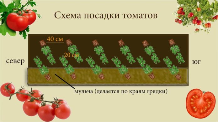 Схема за засаждане на стандартни домати