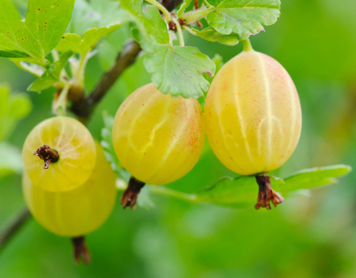 Плодове от цариградско грозде Руски жълт