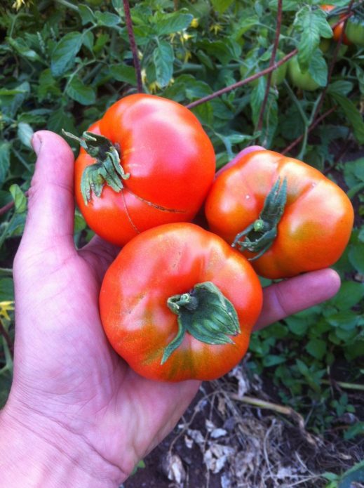 Variété de tomate Alpha