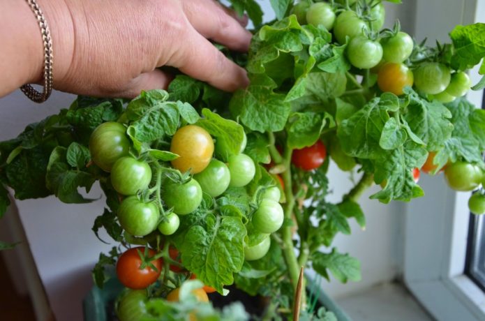 Variété de tomate Snegiryok
