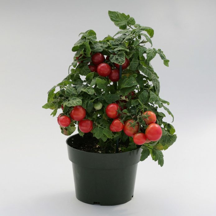 Štandardná paradajka v kvetináči