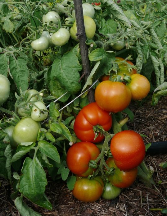 Odroda paradajok sibírske skoré dozrievanie