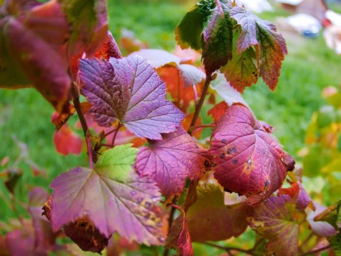 Ribes d'autunno