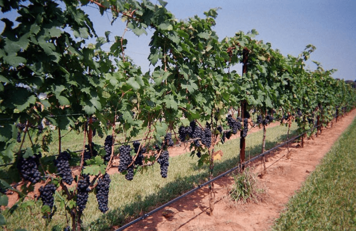 Plantação de uva