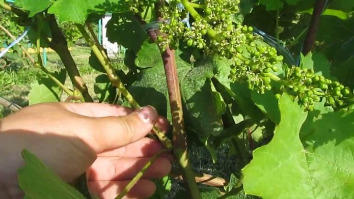 Zbieranie winogron