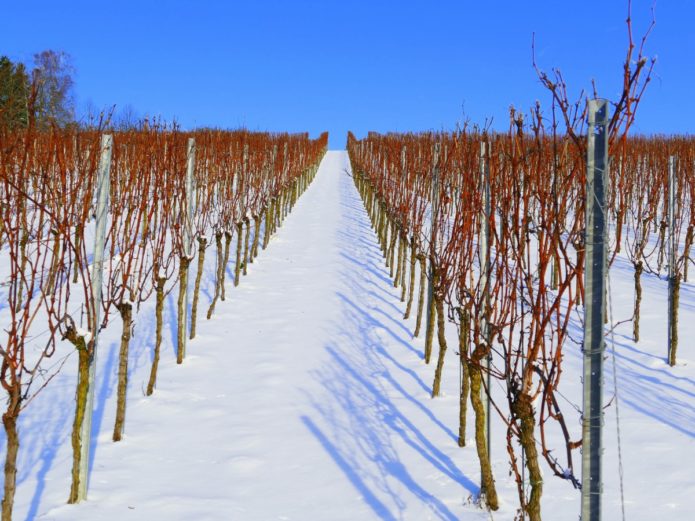 Wijngaard in de winter