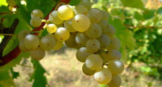 Rkatsiteli grape variety