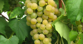 Сорт грозде Бианка