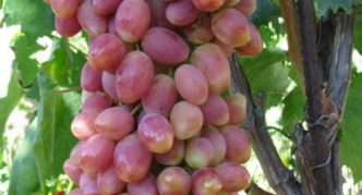 Angelica-druivensoort