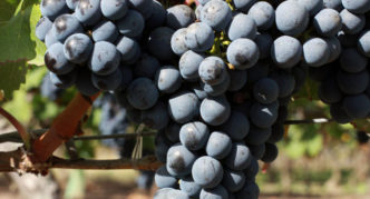 Cabernet Sauvignon vīnogu šķirne