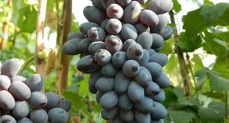Gruodžio vynuogių veislė
