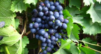 Vynuogių veislė Early Magaracha