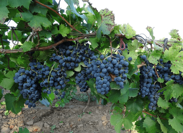 Grape variety Regent