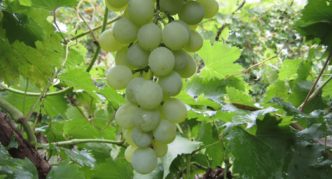 Druzhba vynuogių veislė