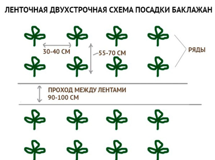 Schéma de plantation aubergine Clorinda F1