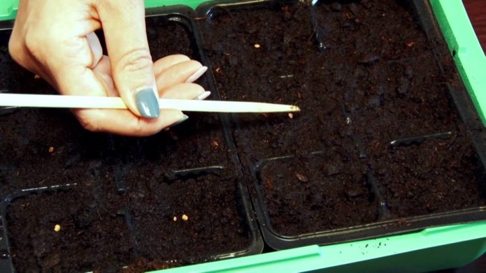 Výsev semien baklažánu