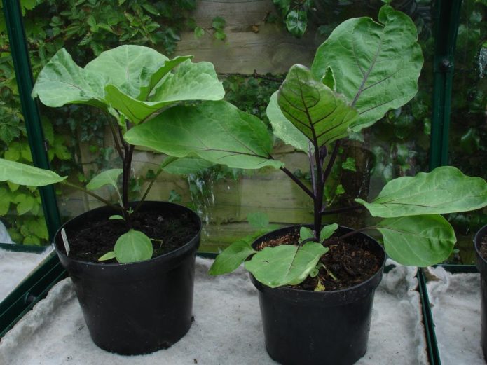 Adult eggplant seedlings
