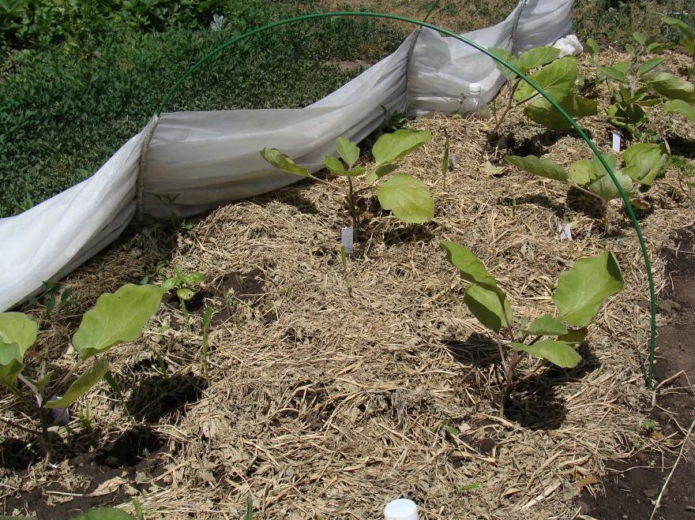 Haymilled eggplant bed