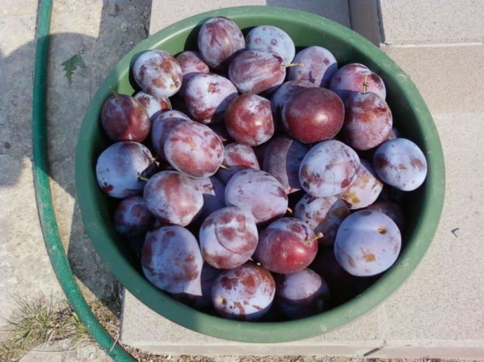 Harvest plums of Anna Shpet variety
