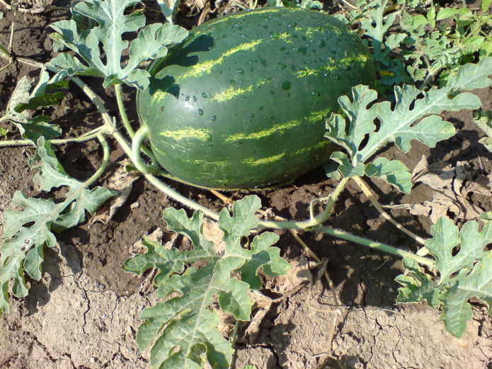 Watermelon in the garden