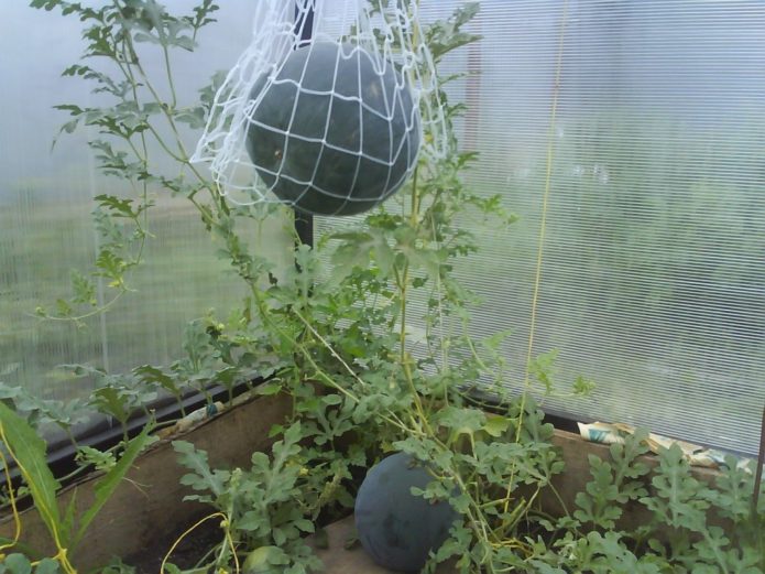 Pakwan sa isang greenhouse sa isang lambat