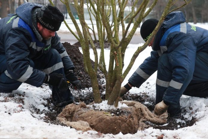Plantar un árbol en un hoyo en invierno