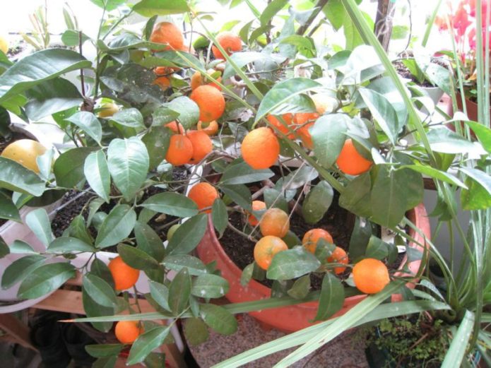 Pavlovsky pomarańczowy