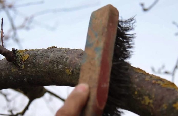 Изчистване на ствол на дърво от лишеи