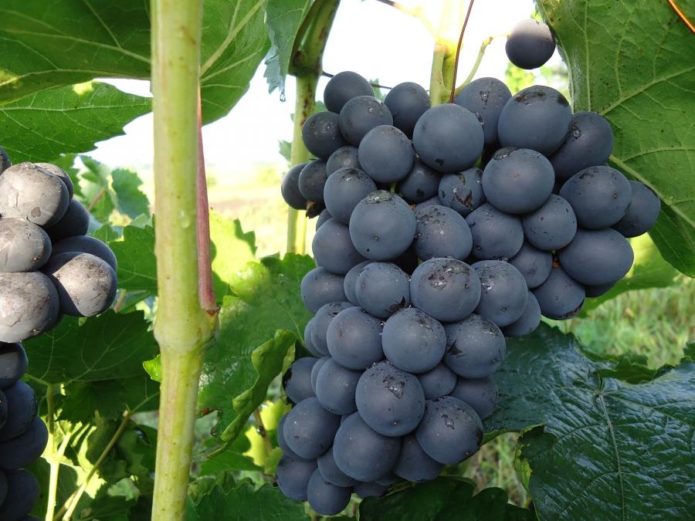 Varietà di uva Chernysh