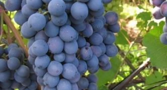 Varietà di uva Agata Donskoy