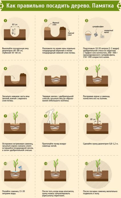 как да засадиш дърво