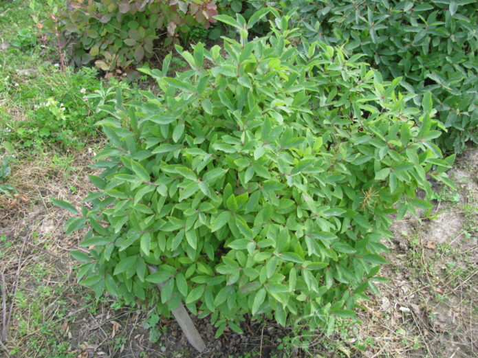 Morena honeysuckle bush