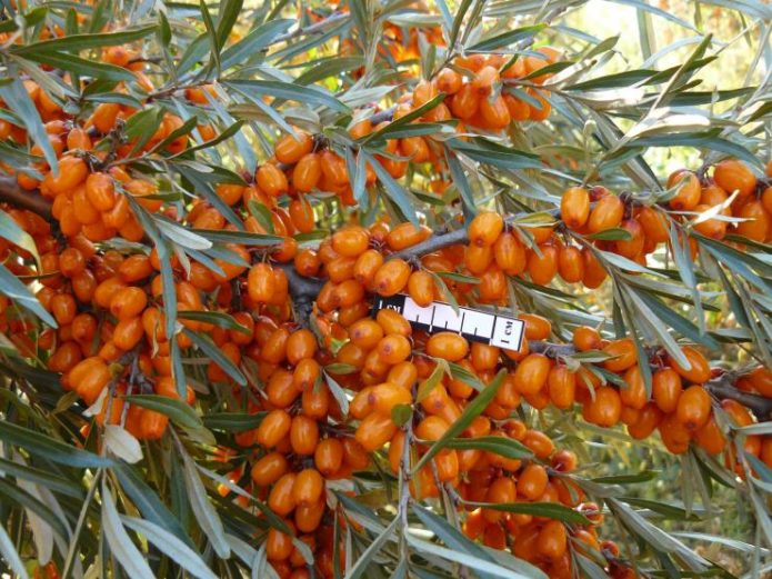 Bacche di olivello spinoso dell'Altai