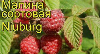 Raspberry variety Newburgh